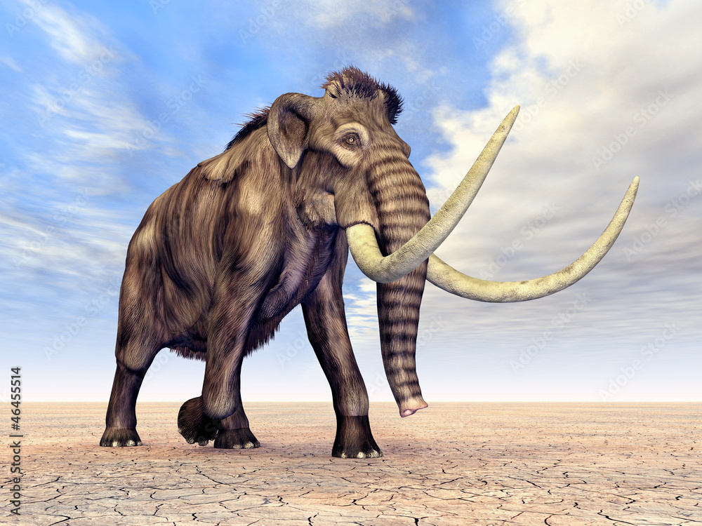 Fototapeta premium Mammut