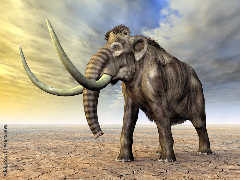Fototapeta premium Mammoth
