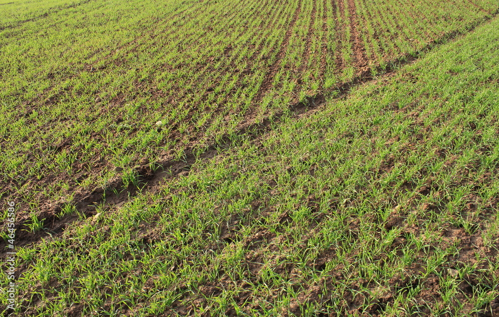 green rye field green rye field