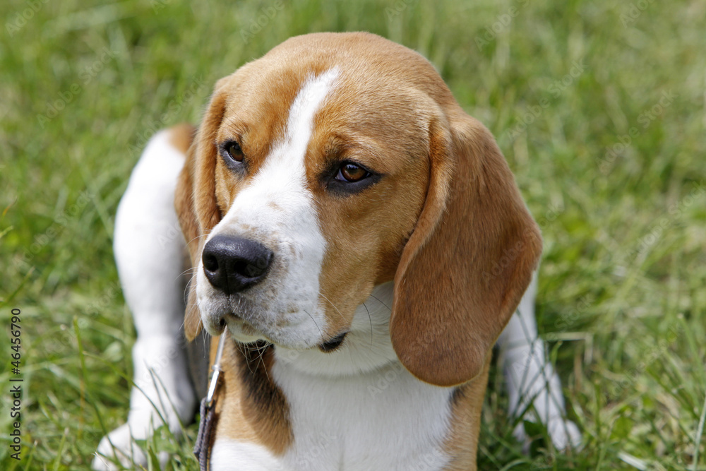 Beagle