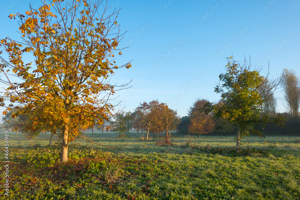 Tree in a field at dawn