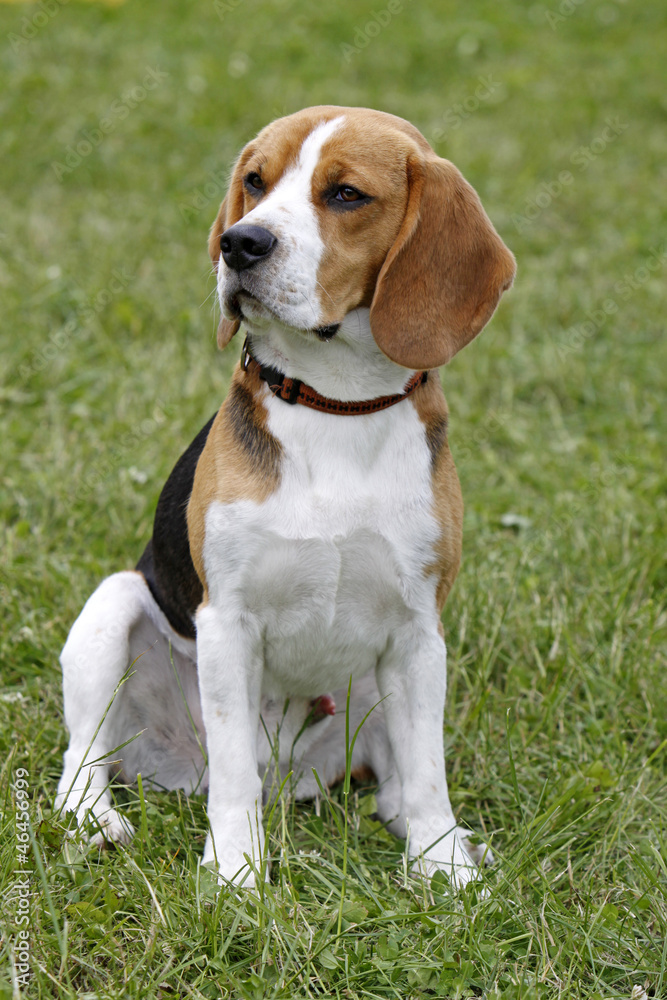 Beagle Beagle
