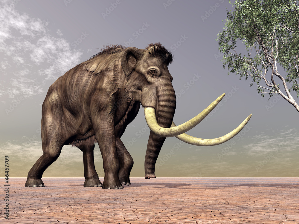 Fototapeta premium Mammoth