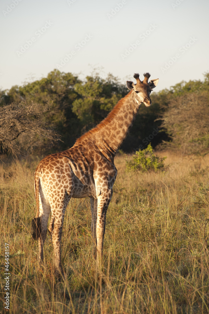 Fototapeta premium Giraffe