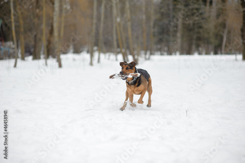 Fototapeta Naklejka Na Ścianę i Meble -  dog ruuning on the snow