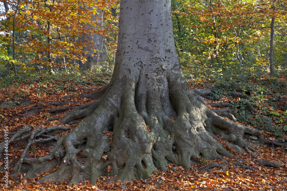 Strong roots of a tree. Autumn. Strong roots of a tree. Autumn.