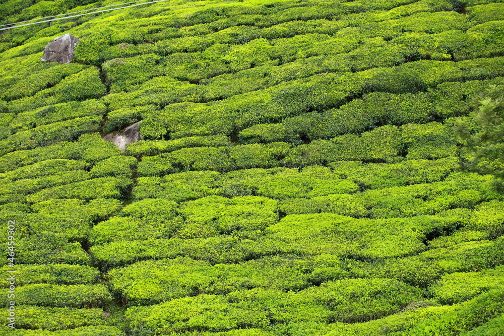 Landscape of green tea plantations. Munnar, Kerala, India