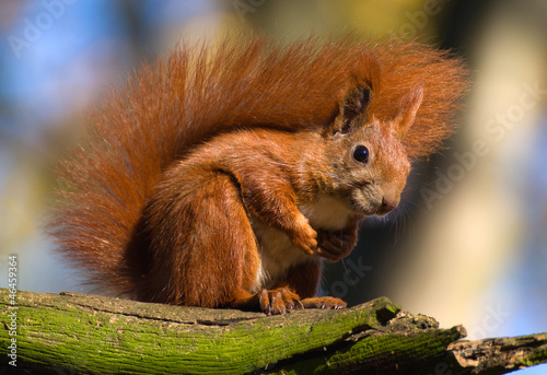 Red squirrel - Sciurus vulgaris photo