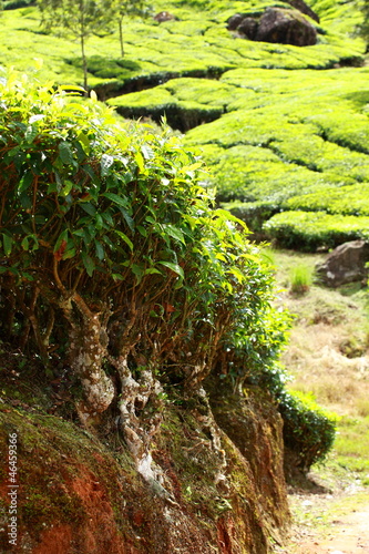 Landscape of green tea plantations. Munnar, Kerala, India