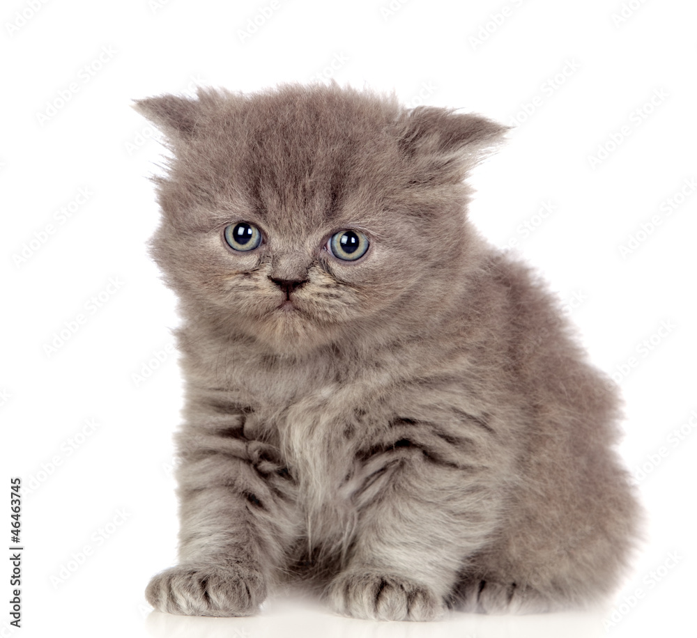 Beautiful angora kitten with gray and soft hair