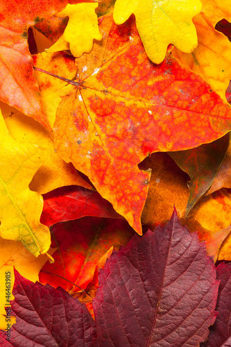 Beautiful autumn maple leaves