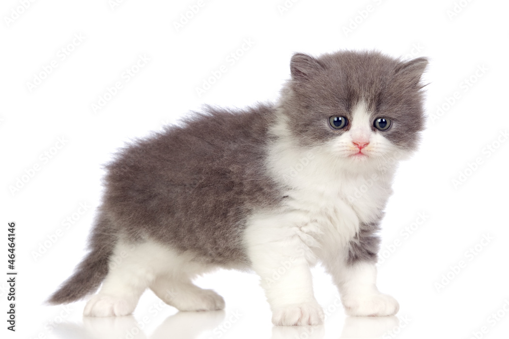 Beautiful angora kitten with gray and soft hair