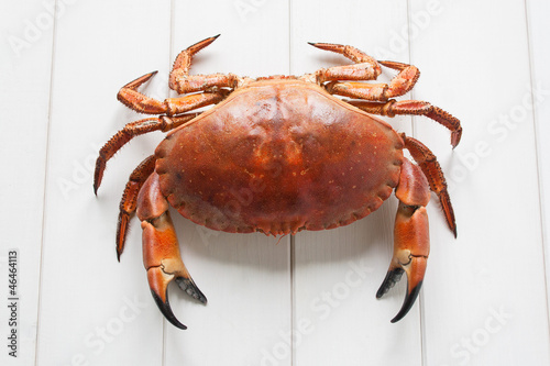 Crab photo