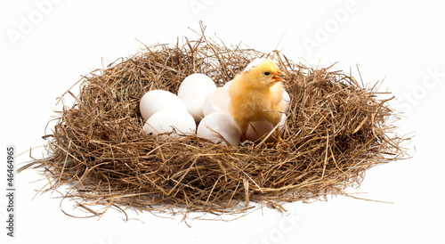 A little chicken is in a nest