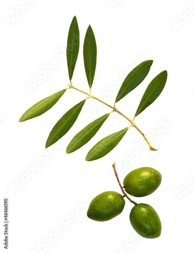 olives and branch