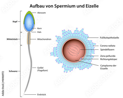 structure sperm and ovum german photo