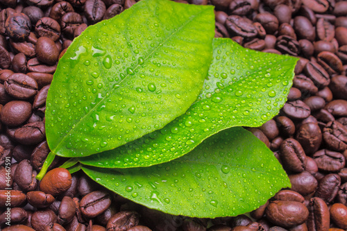 Wet lemon leaves and coffee beans on the background
