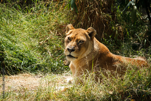 female lion