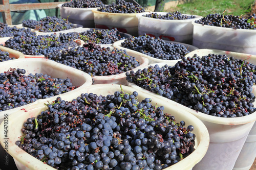 Baskets of wine grapes photo