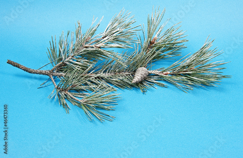 pine twig with snow