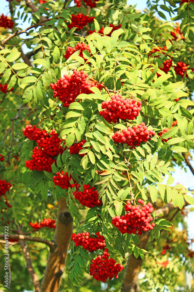 Obraz premium Rowan branches with bright berries
