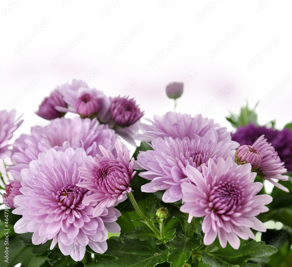 Mum Flowers Mum Flowers
