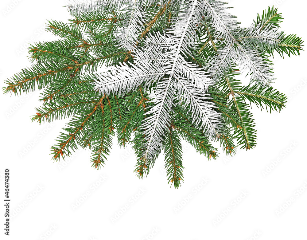 spruce twig with snow on a white background
