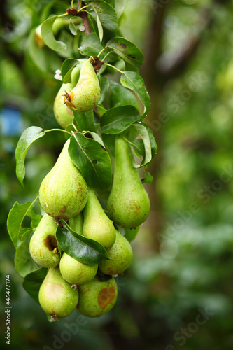 mature fruit in the branch of a tree