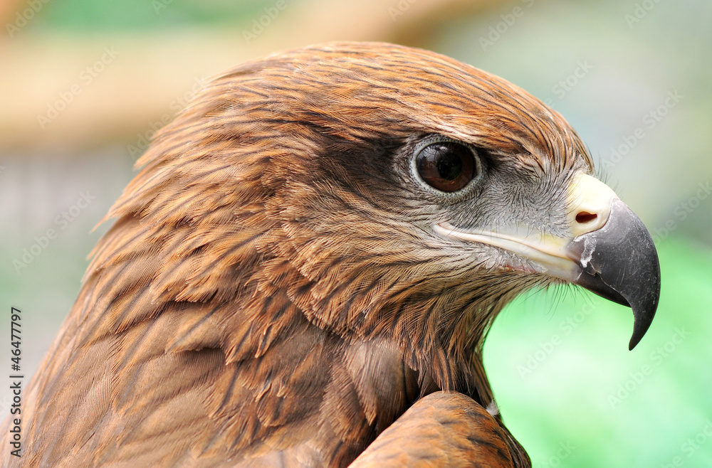 Naklejka premium head of Black Kite