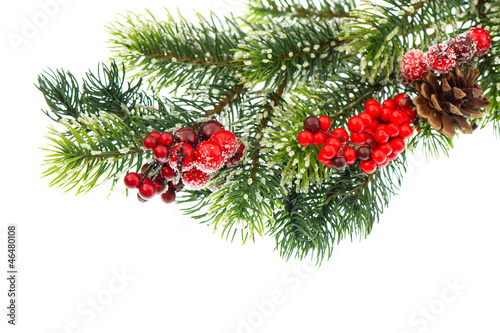 christmas tree branch with red berries
