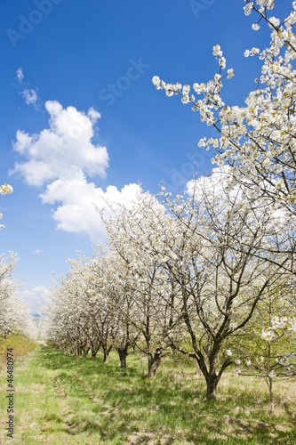 blooming orchard in spring