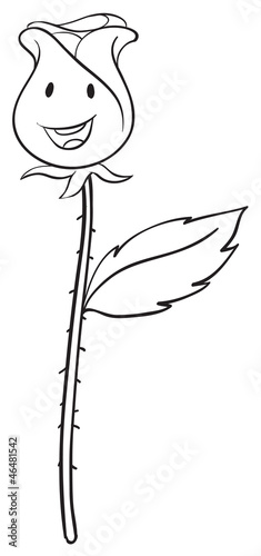 a rose sketch
