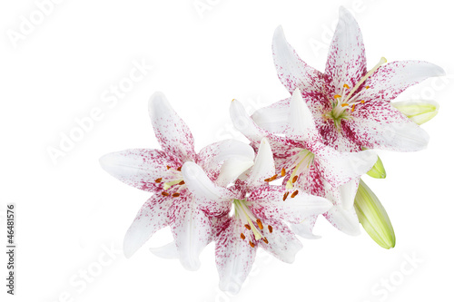 Photographie White lillies