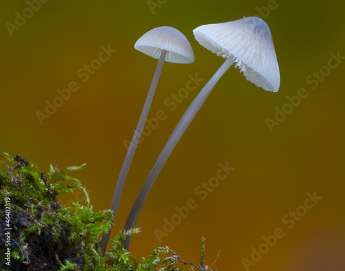 Mushroom and autumn.Mycena sp