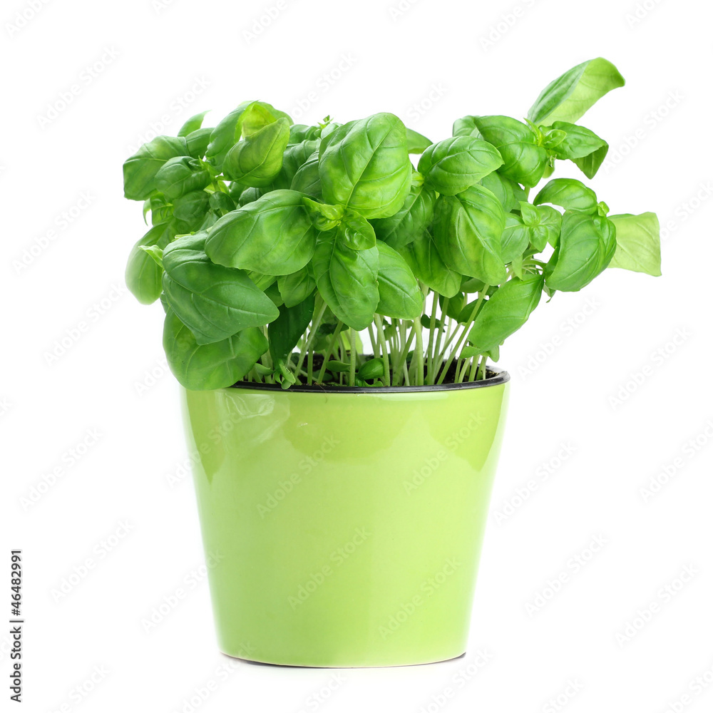 Fresh basil in a pot on white background Fresh basil in a pot on white background