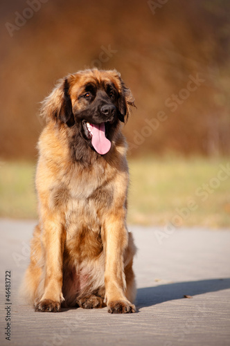 leonberger dog portrait