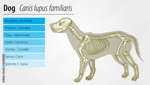 Canis lupus familiaris - skeleton