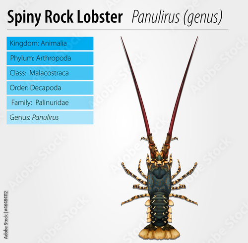 Spiny rock lobster - Panulirus