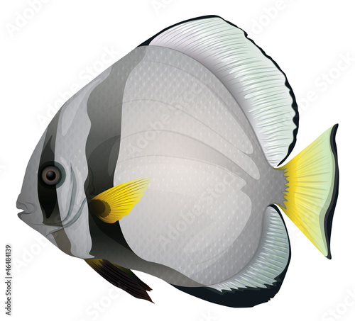 Orbicular batfish
