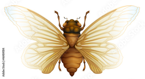 Generic cicada illustration