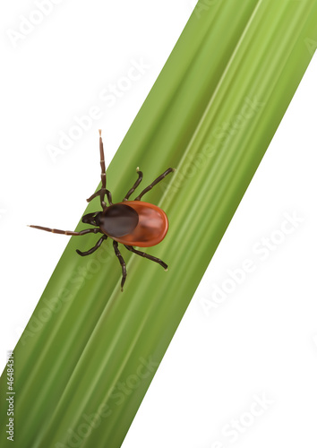Illustration eines Tick auf Gras