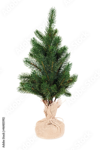 fir tree for Christmas isolated on white background