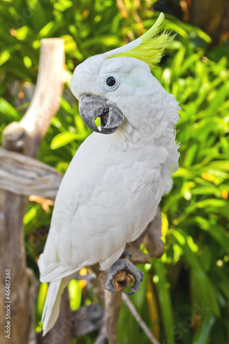 Macaw parrot