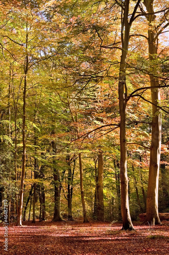 Vibrant Autumn Fall forest ...