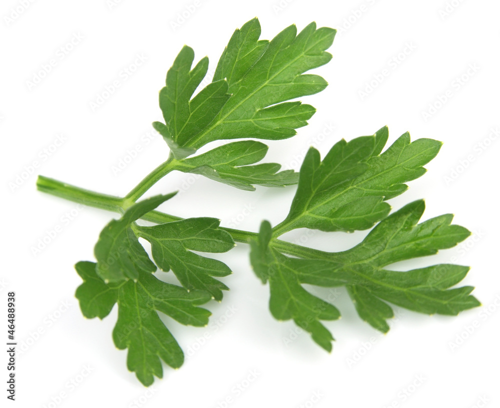 fresh leaf herb parsley fresh leaf herb parsley