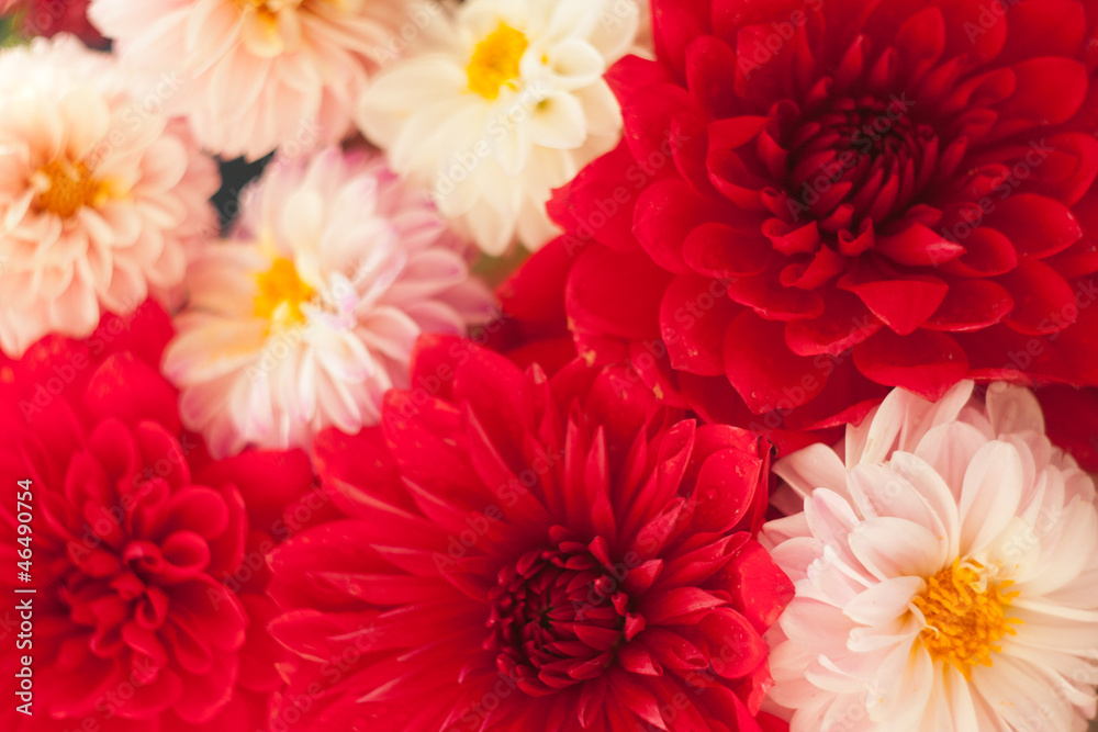 Close up photo of a red dahlia flower