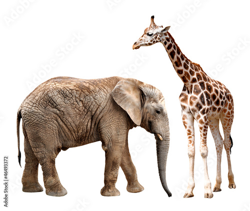 giraffes with elephant isolated on white © vencav