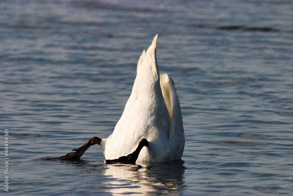 Obraz premium Mute Swan