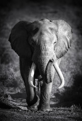 Glasbilder Tieren Elephant Bull (künstlerische Bearbeitung)  © JohanSwanepoel