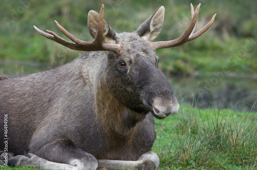 bull elk resting on the meadow
